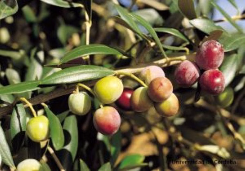 Arbequina olijfolie in fles met olijven en bladeren